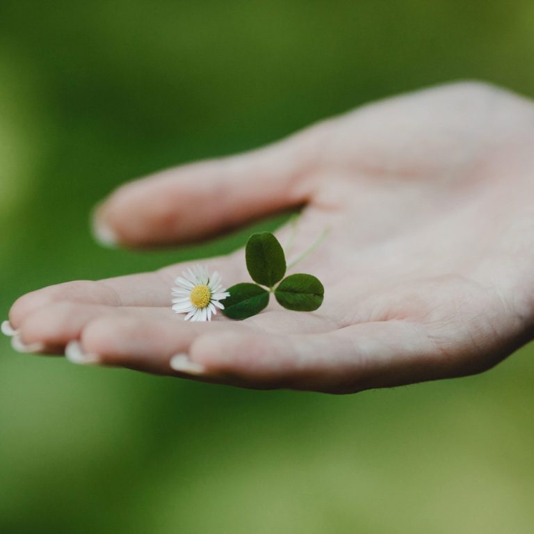 Eine Hand hält ein Gänseblümchen mit zwei kleinen grünen Blättern.